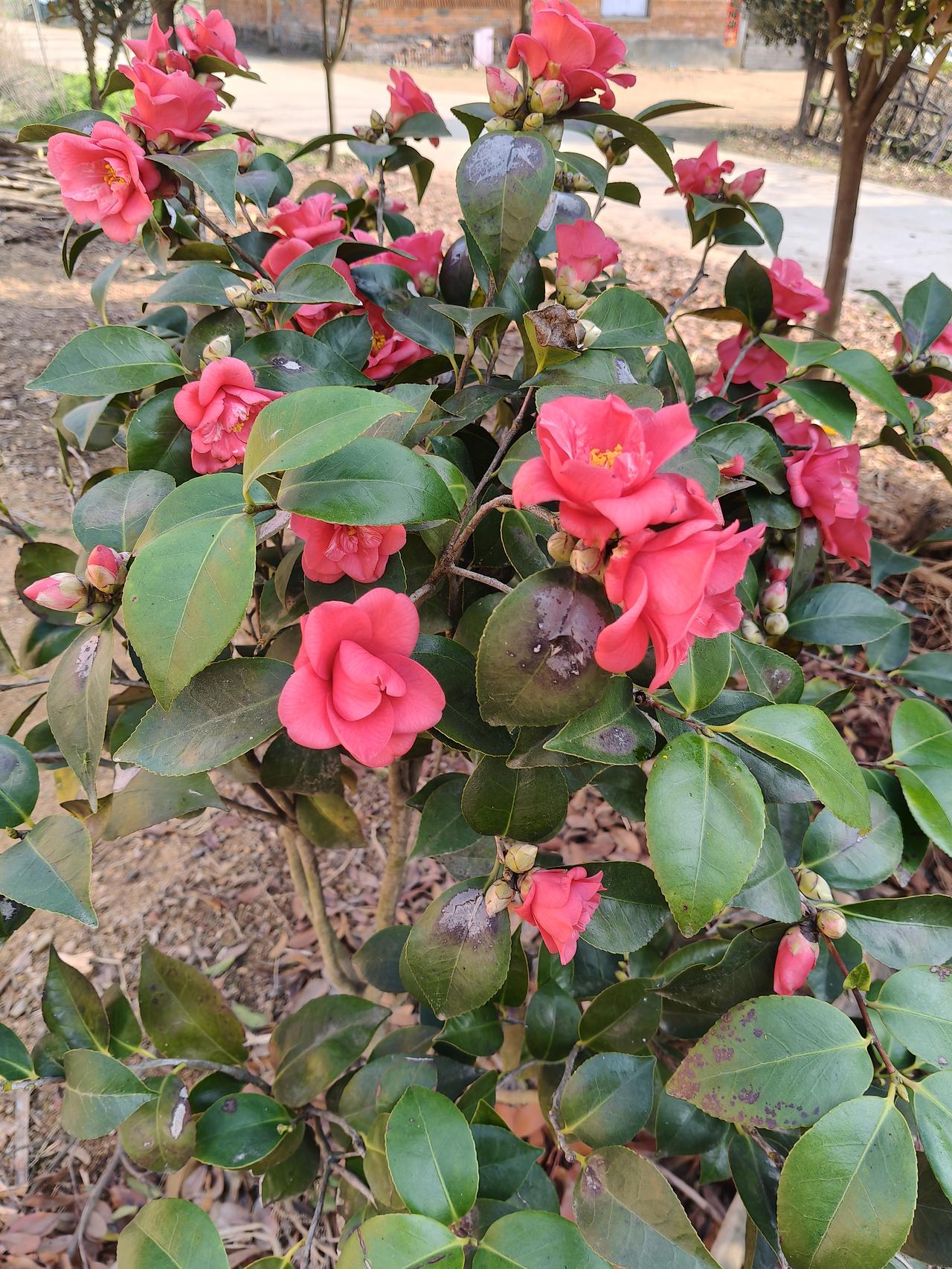 百花绽放百花开
花色艳丽醉人心扉