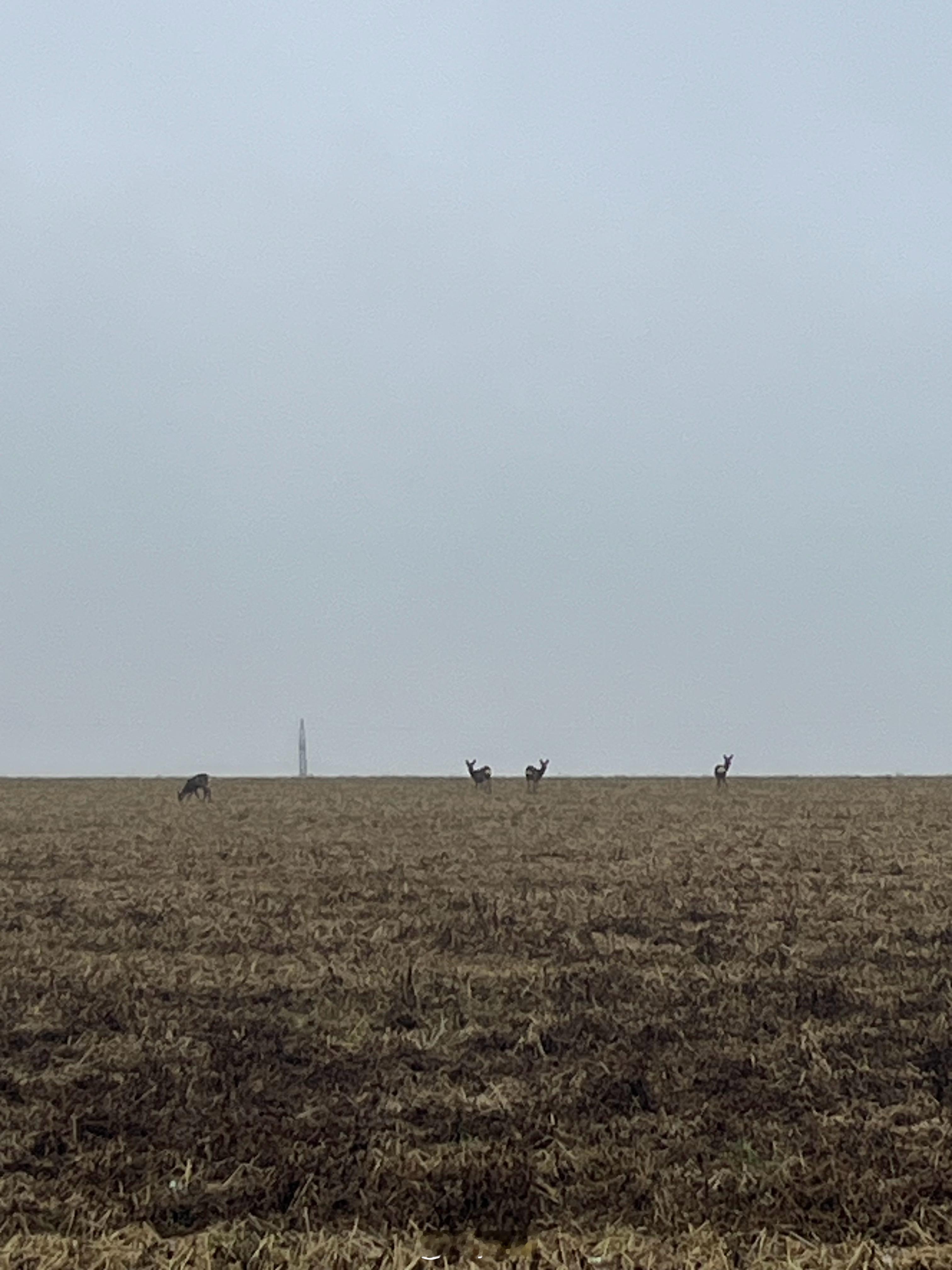每天早晨起来都能看见这几只鹿 