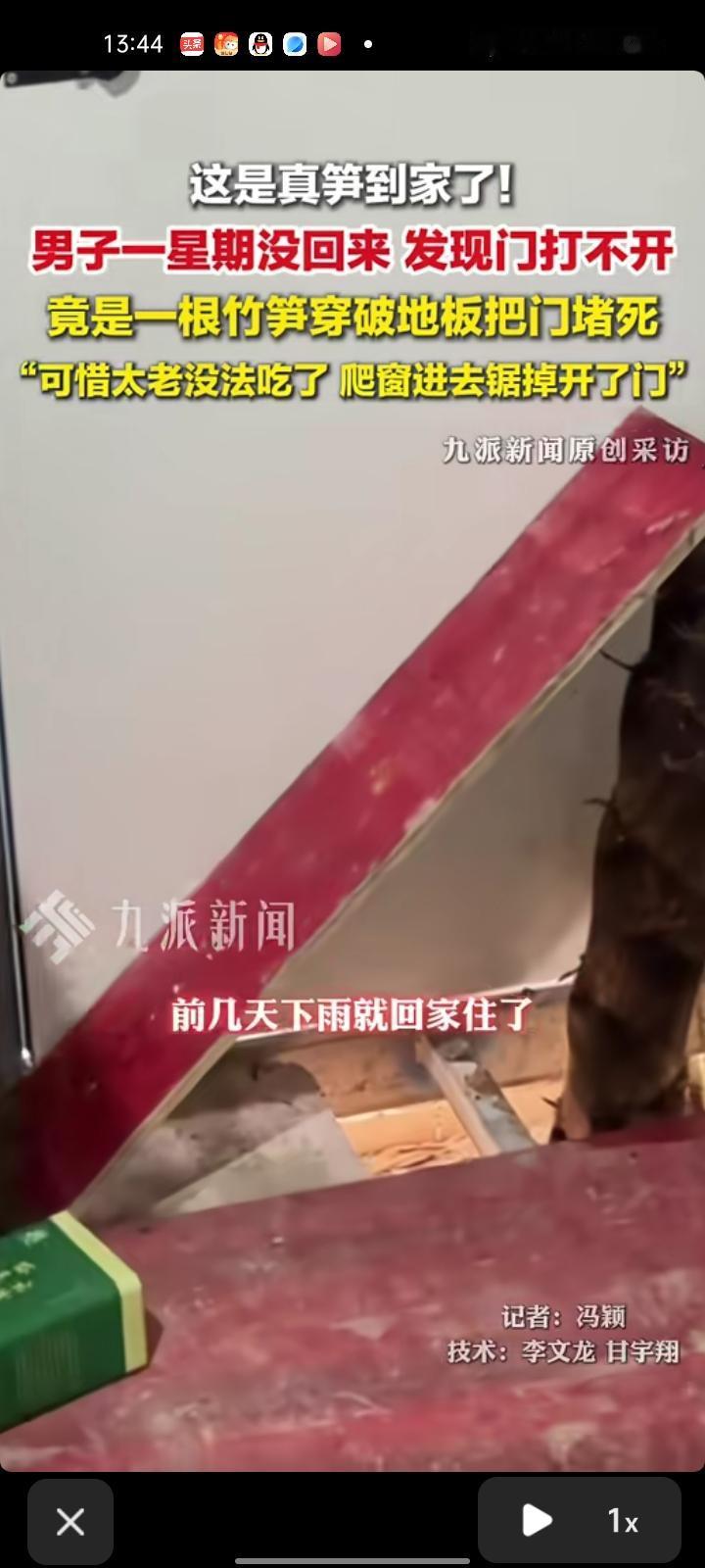 4月12日，安徽宣城。这是真“笋”到家了。男子回家发现门打不开，竟是一根竹笋穿过