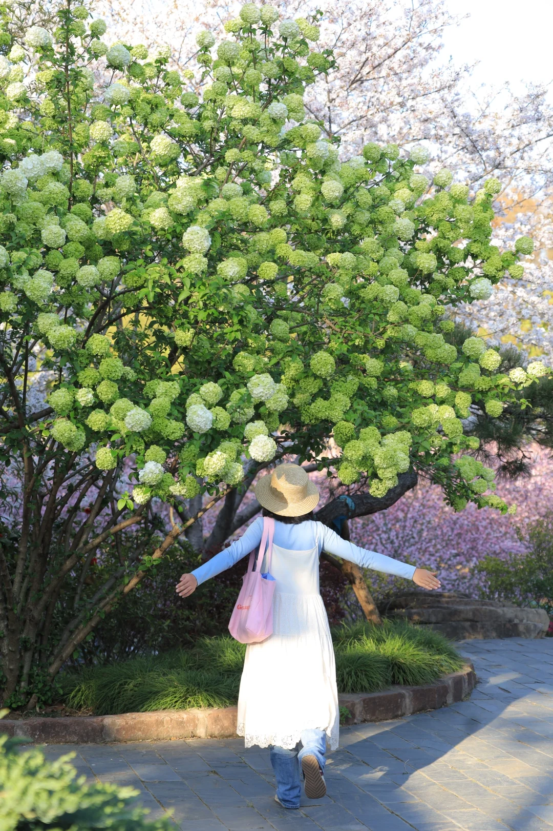 地铁直达❗️90%人不知道的武汉小众花海开爆