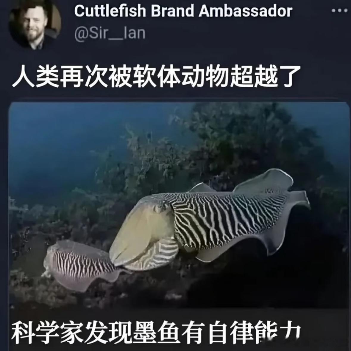 《人类再次被软体动物超越了》 ​​​