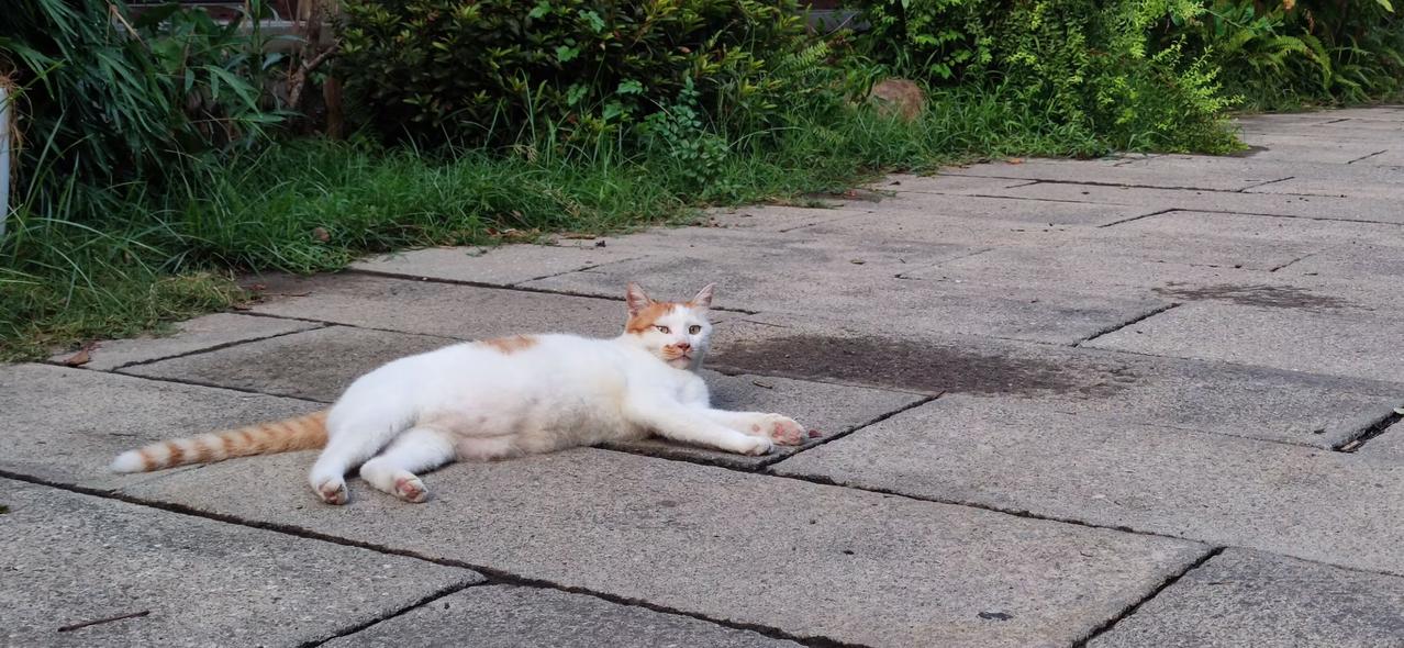 上次在小河直街的某条小道上，碰上了这只小猫咪。
那天天气很好，猫咪慵懒地晒着太阳