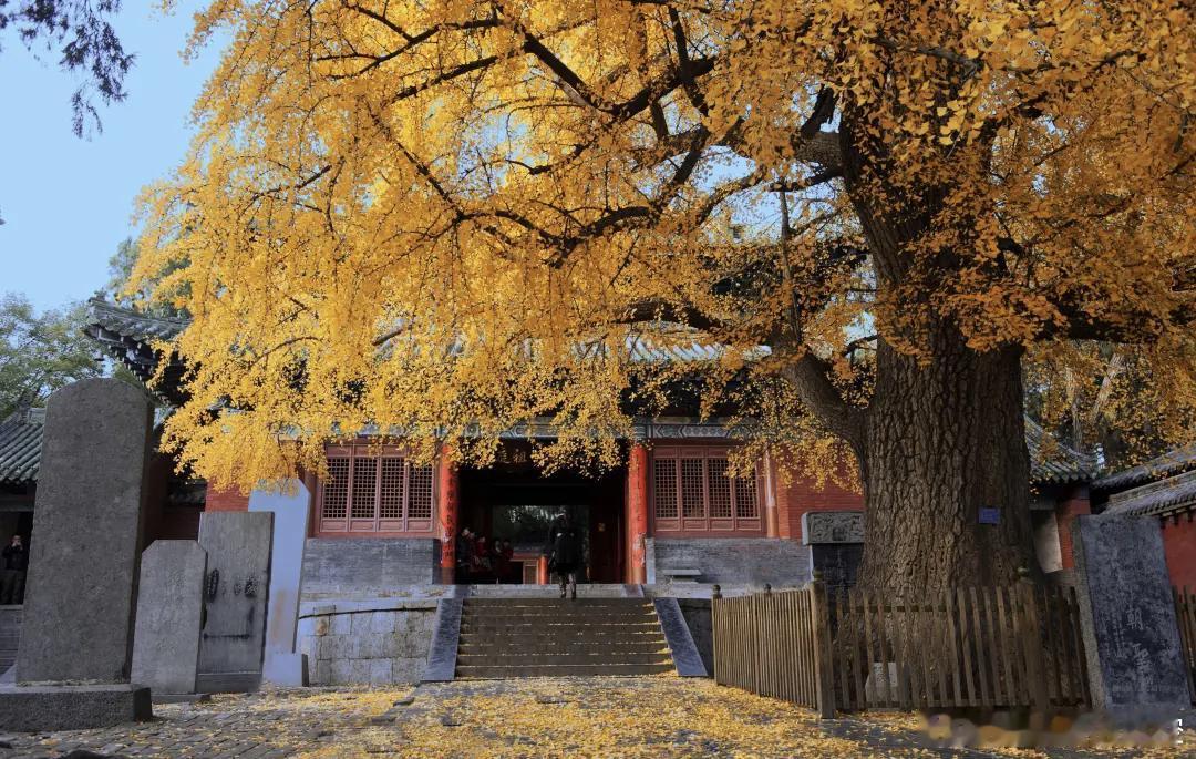 秋天的河南是五彩斑斓的当秋风掠过中原大地，河南便打翻了大自然的调色盘，绘出一整幅