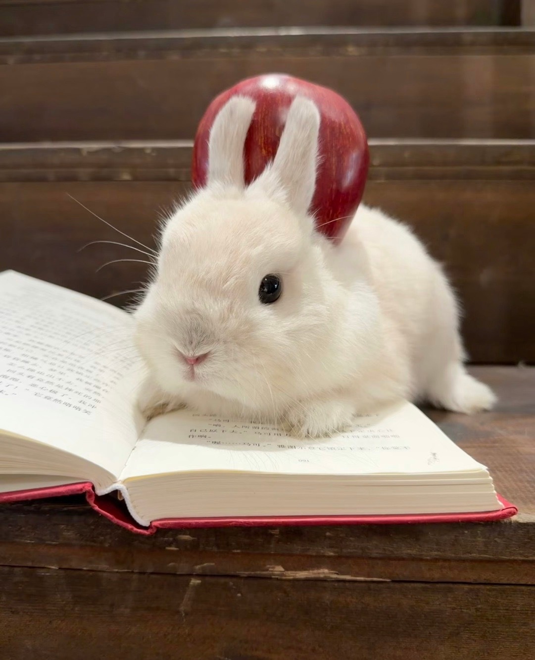 苏新皓是兔子的证据被我找到了 