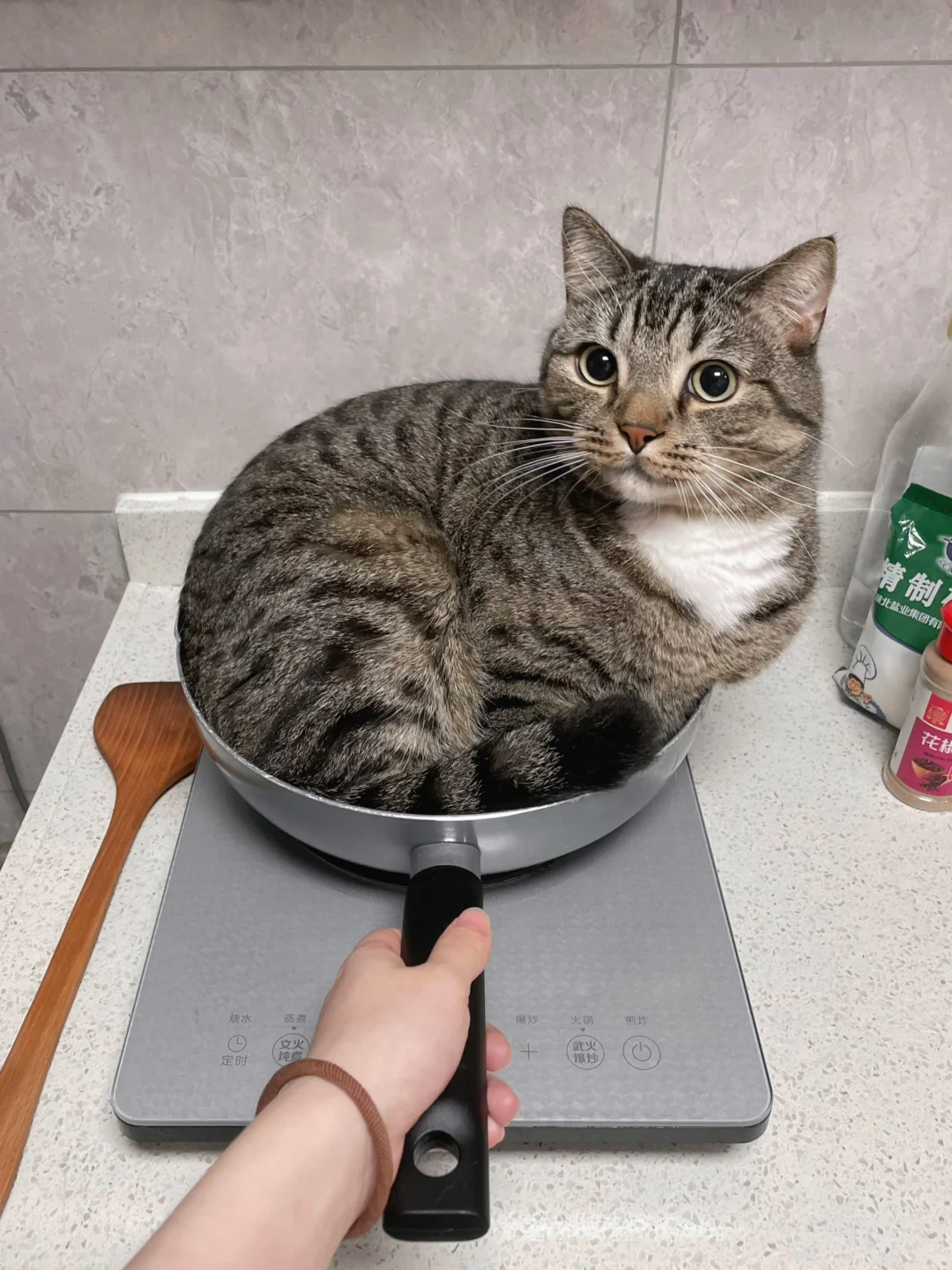 这就是贴心小猫吗？没饭了它就这样...