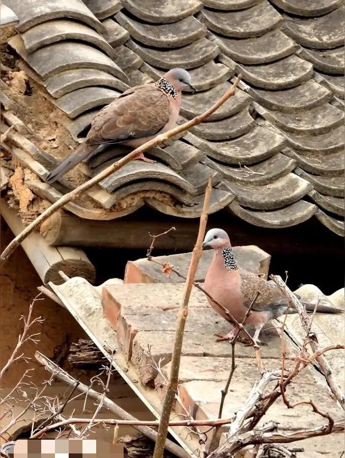 【鸠占鹊巢】里的鸠，指的不是斑鸠，而是杜鹃鸟，叫声是：布谷/布谷。斑鸠会筑巢，自