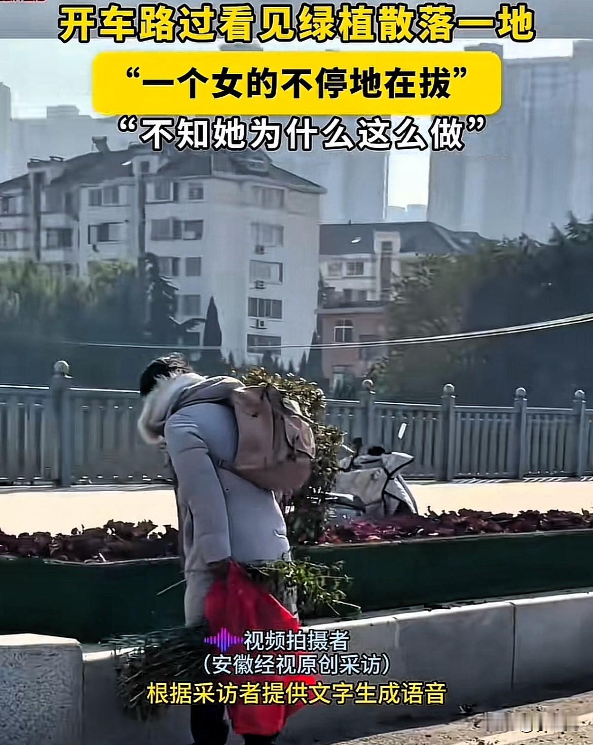 这是受了什么刺激！山东青岛，女子不知道怎么了，疯狂的将绿化带里面的绿植扔到马路上