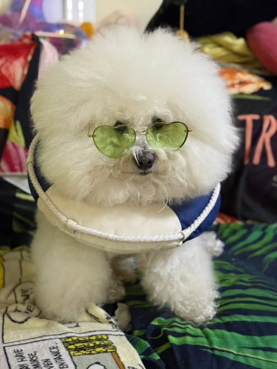 大脸小狗今日的ootd😳