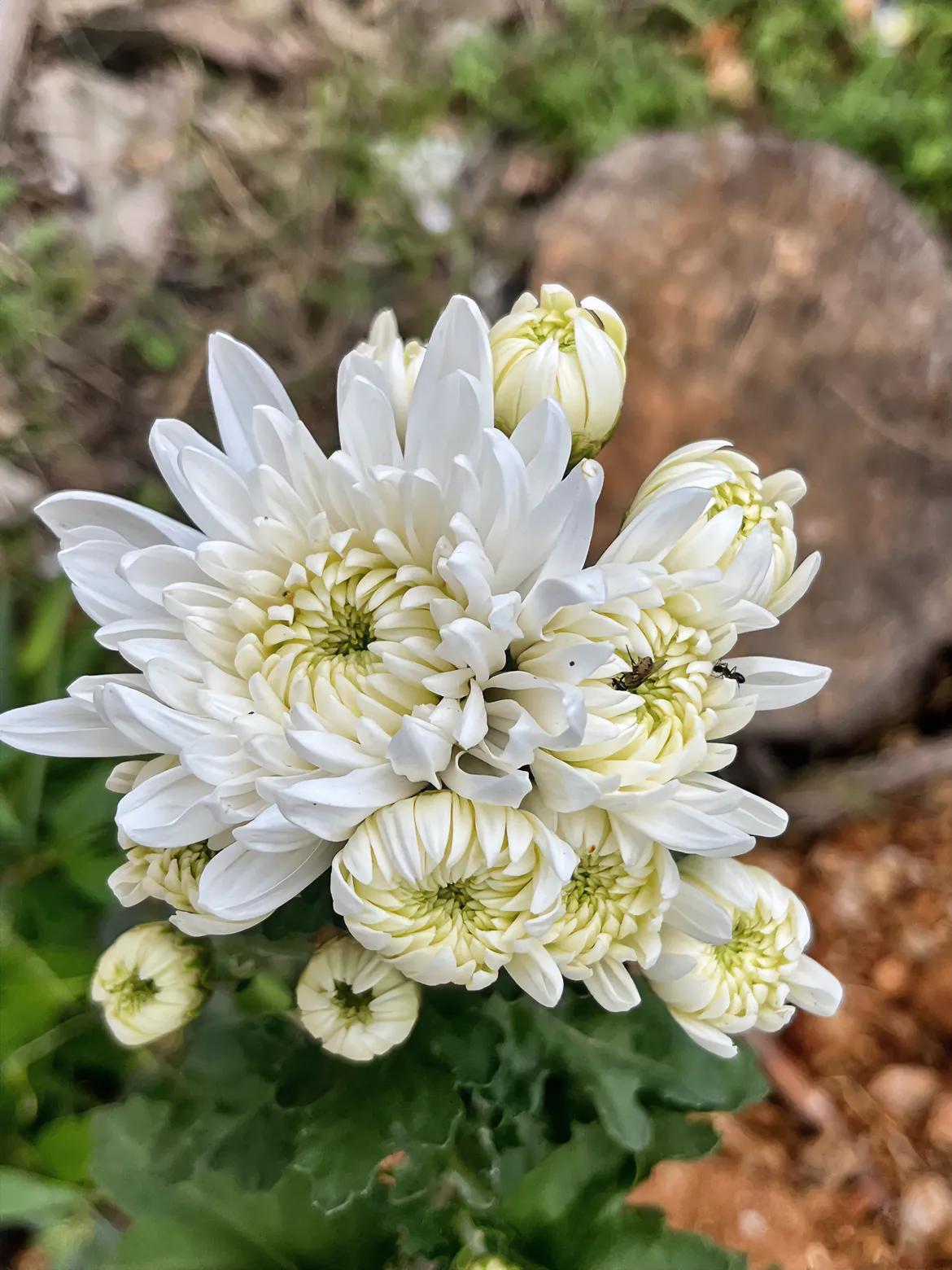 含蕊不珍惜
今朝花已开
露浓多烂漫
香引暗蝶来