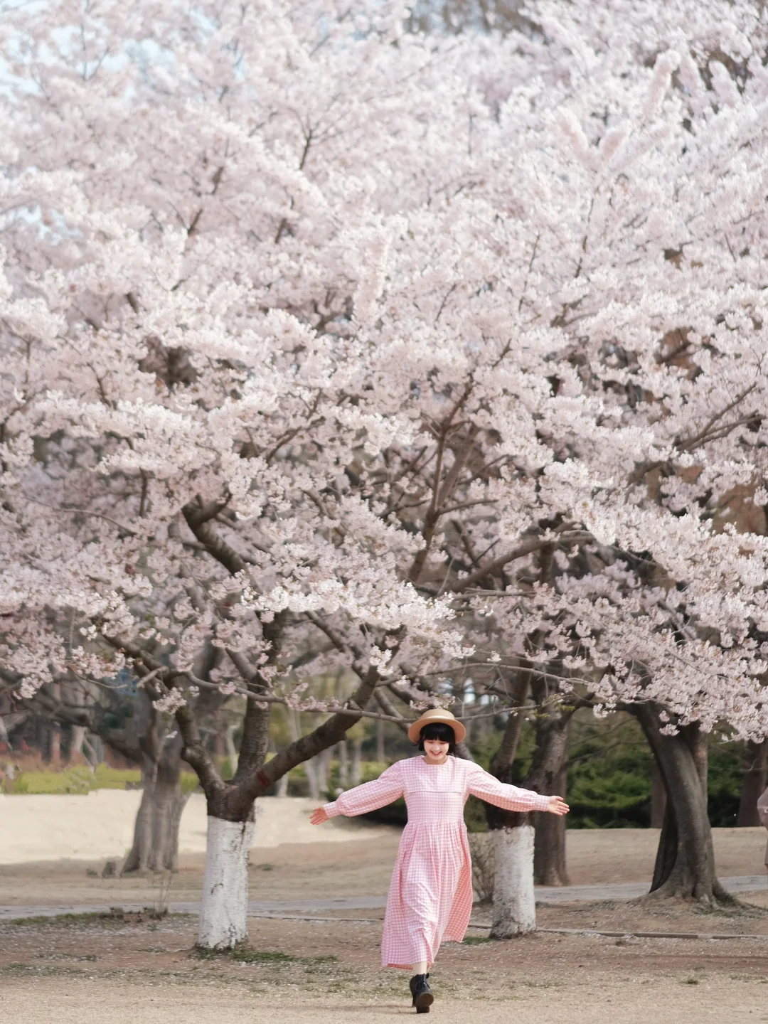 妈妈我出息了‼️拍到没人的中山公园樱花了‼️