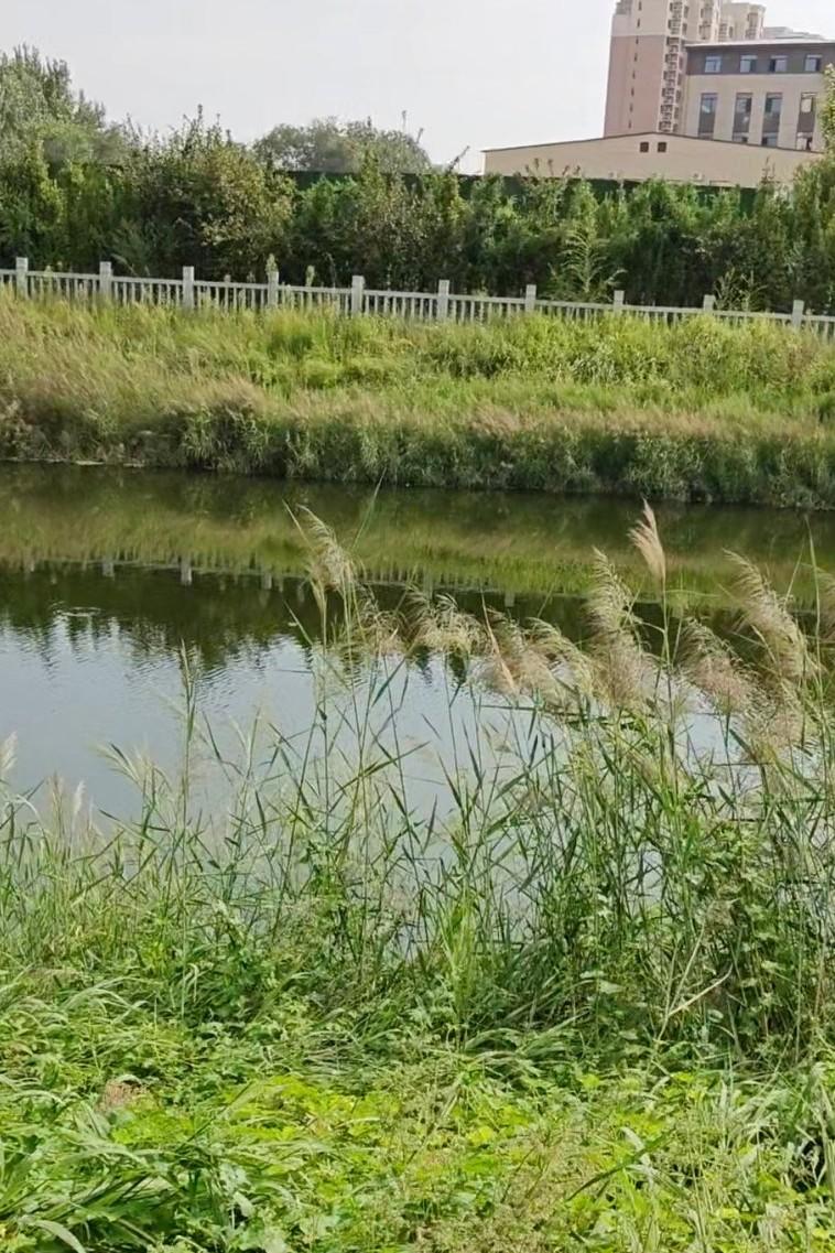 到小河边散步，水边的这片荻花比往年长得高，以前认为是芦花，后来仔细辨认，还是有区