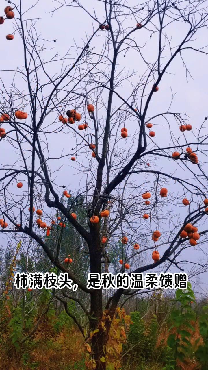 柿挂枝头，藏岁月温柔。柿满枝头，是秋的温柔馈赠。柿挂枝头，晕染岁月温柔。