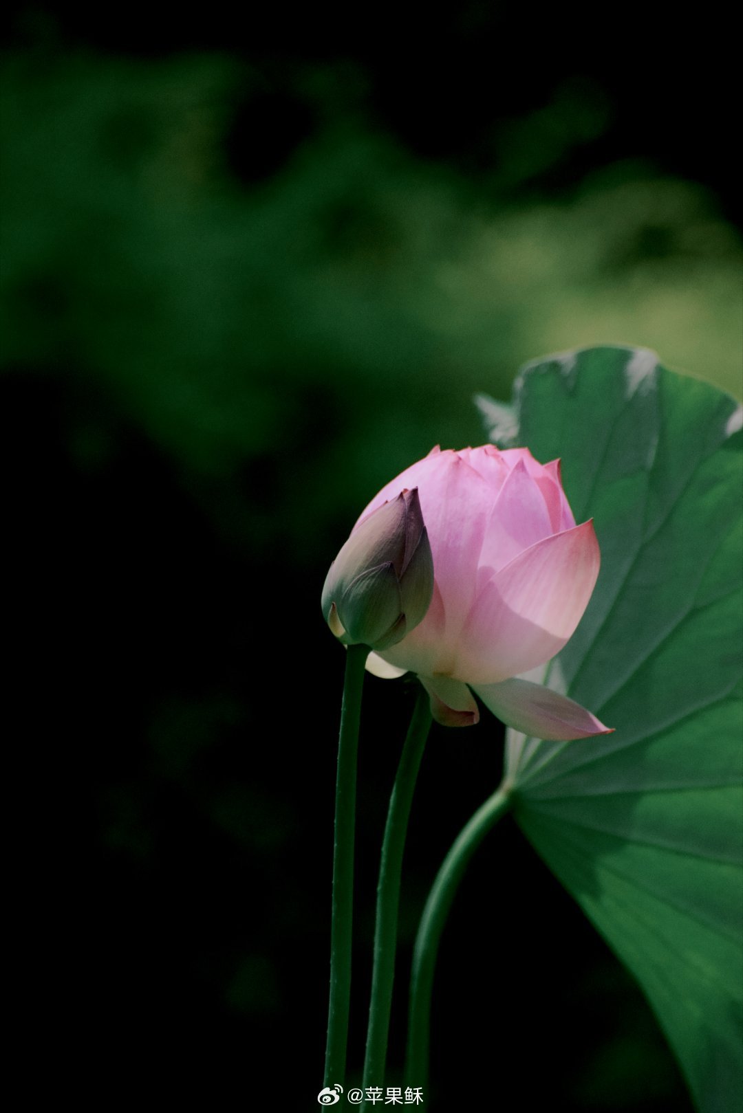 中国图库 风吹荷芰香，任把芙蕖嗅。香是风所为，花是香生就。夏天摄影荷花