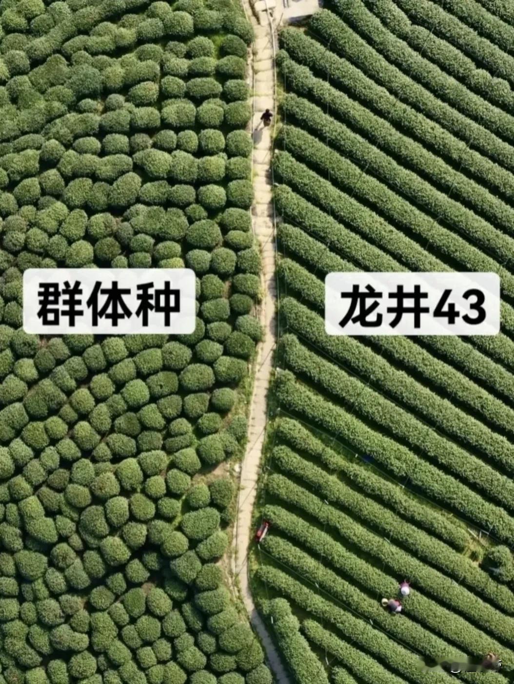 龙井群体种VS龙井43号有啥区别？买前必看！

喝西湖龙井总被"群体种"、"龙井
