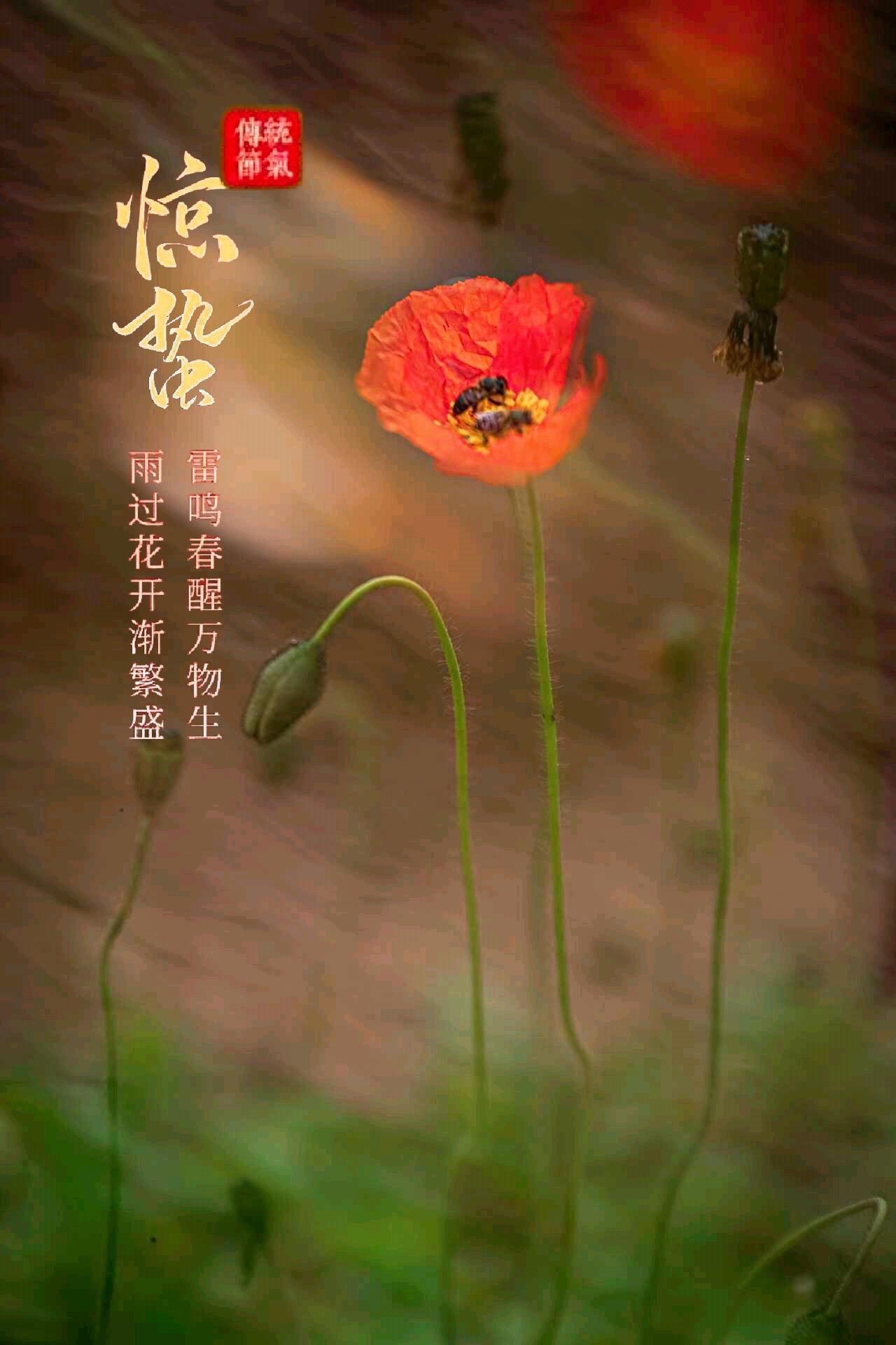 【摄影班的AI魔法】

图一：来自老年大学学员周维建的精彩抓拍。虞美人亭亭玉立，