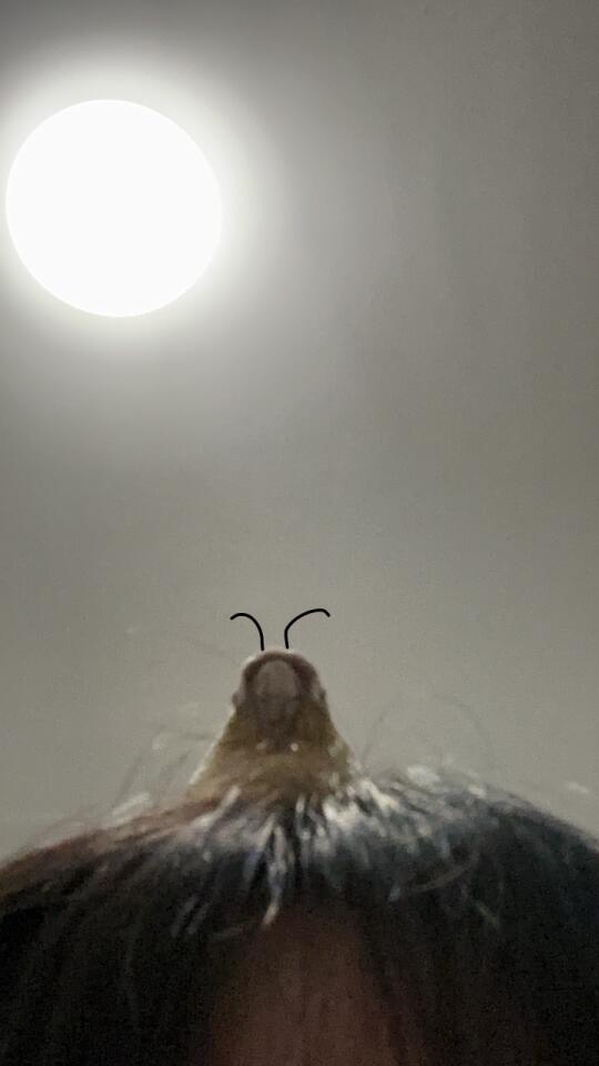救命，我头上爬了一只蟑螂