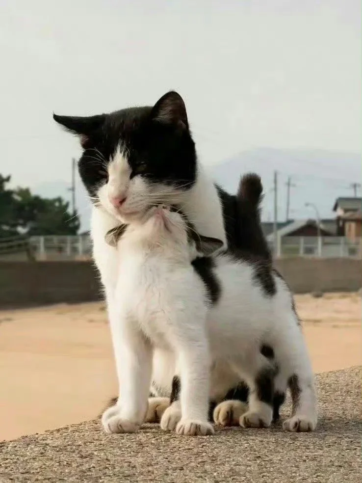 有妈妈在就不是流浪猫