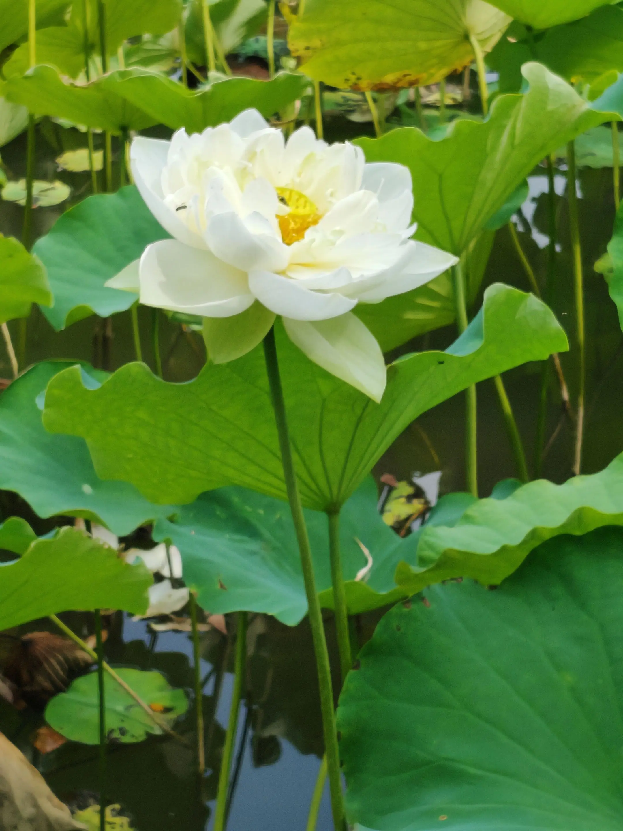 夏日赏荷正当时。