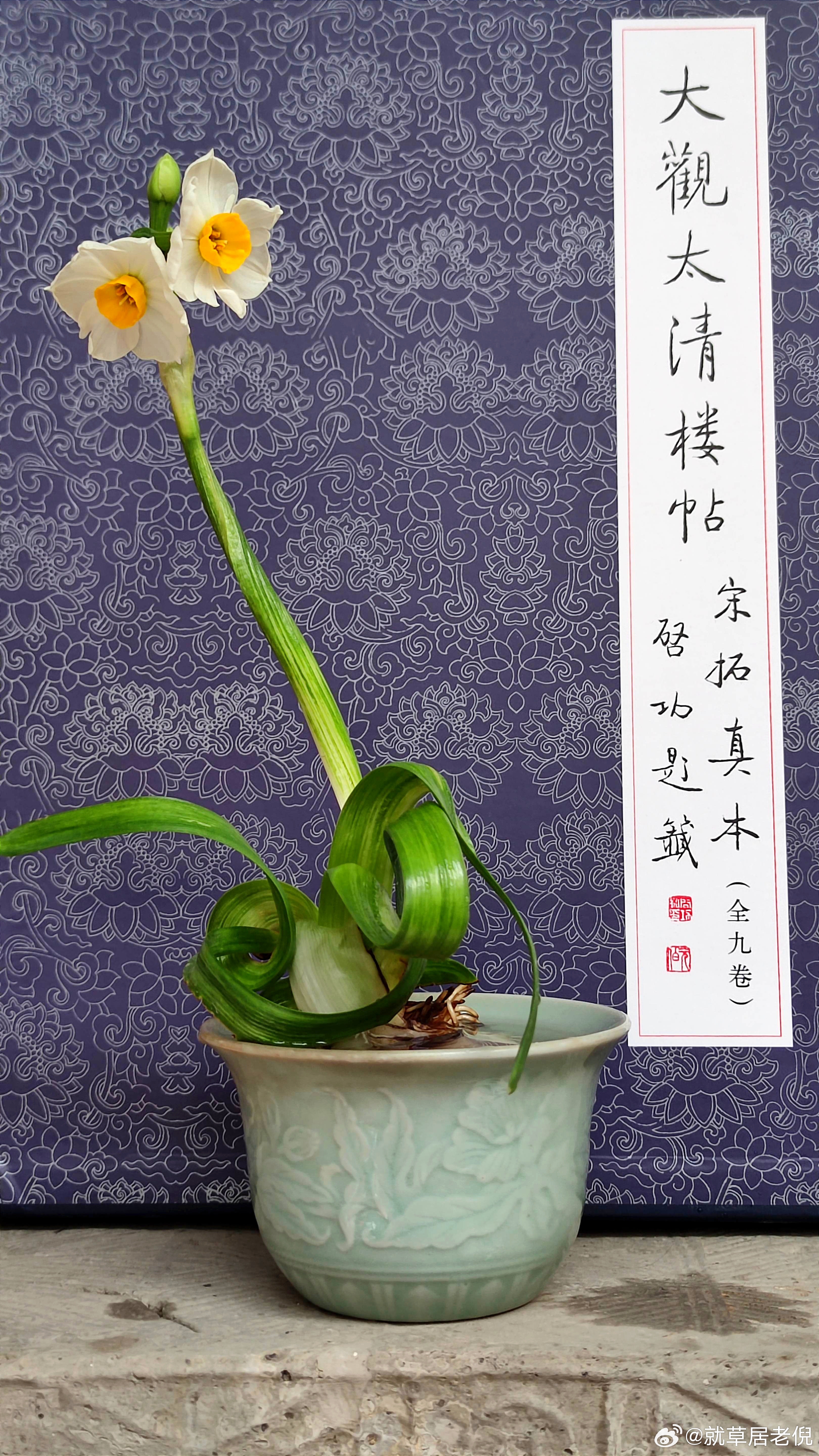 水仙开了 ​​​