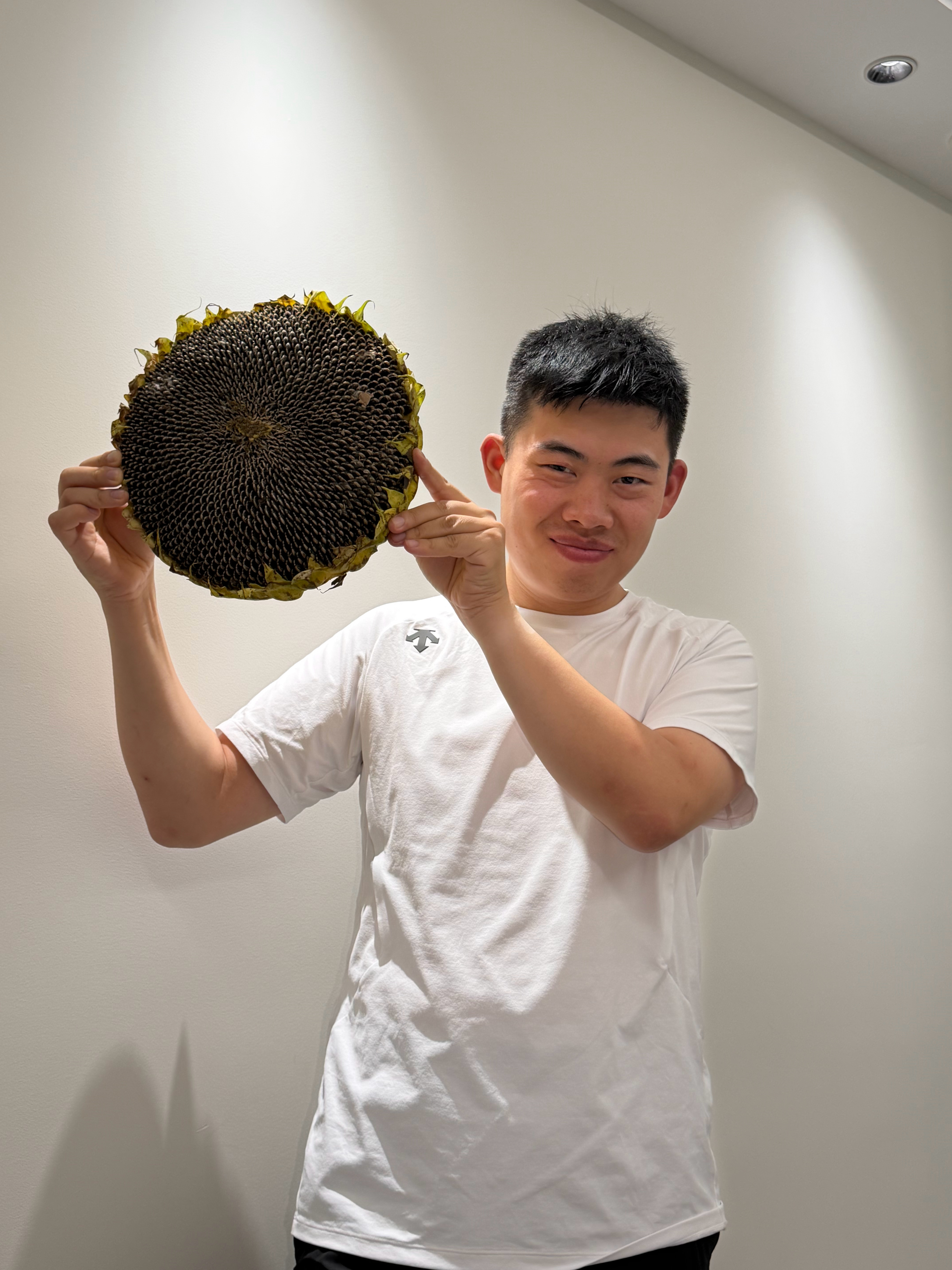 种的向日葵长得挺好啊，很饱满，比我大脸盘子都大[666] ​​​