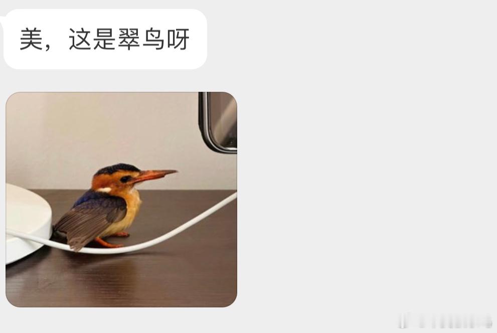 非洲的【粉颊小翠鸟】下喙看着像撞断了，可以再长出来能飞就可以找个河边放走啦 ​​