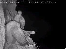 猫头鹰的天敌是白天的游隼，
游隼的天敌是夜晚的猫头鹰[看]


白天的天空，是游