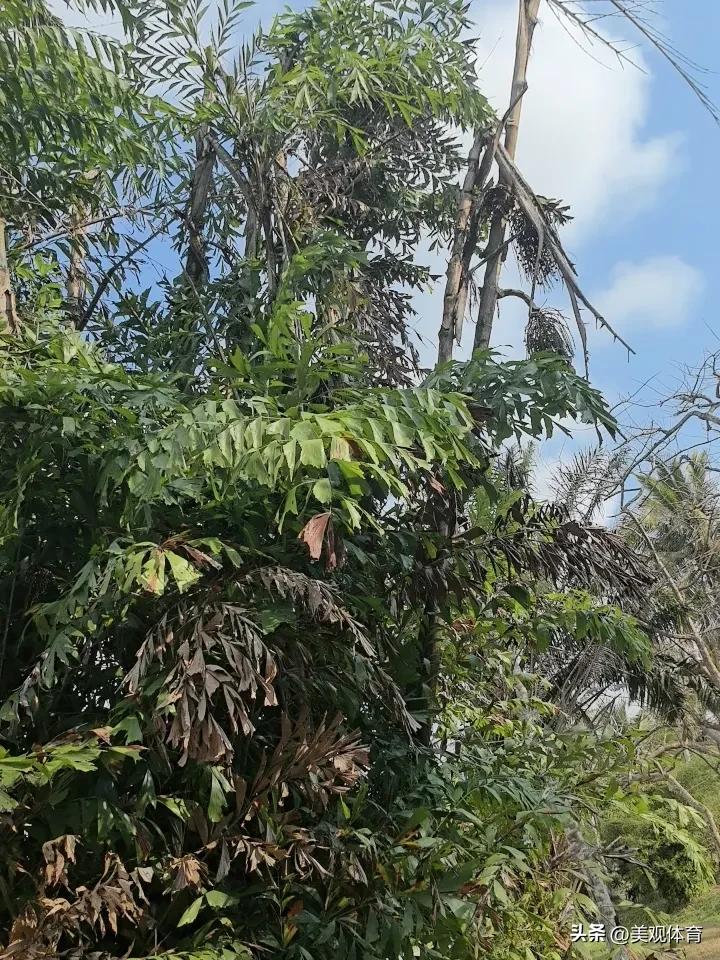 椰子大观园里的鱼尾葵。