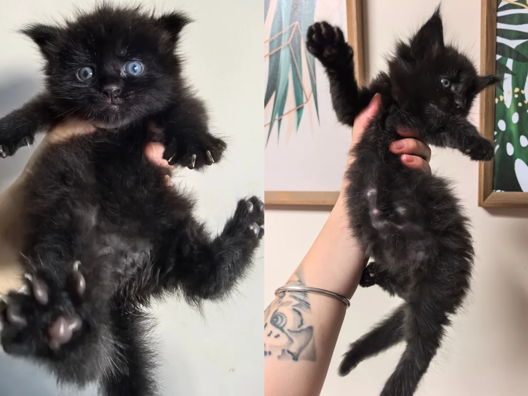 宠物|还有几分像从前？