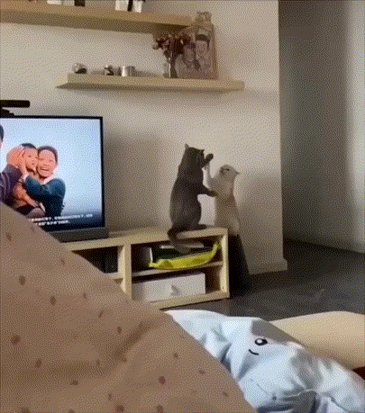 真羡慕它俩这样的生活