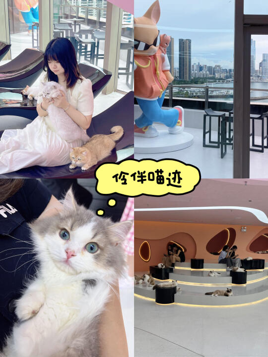 走不动路了…撸猫控都给我来这里！！
