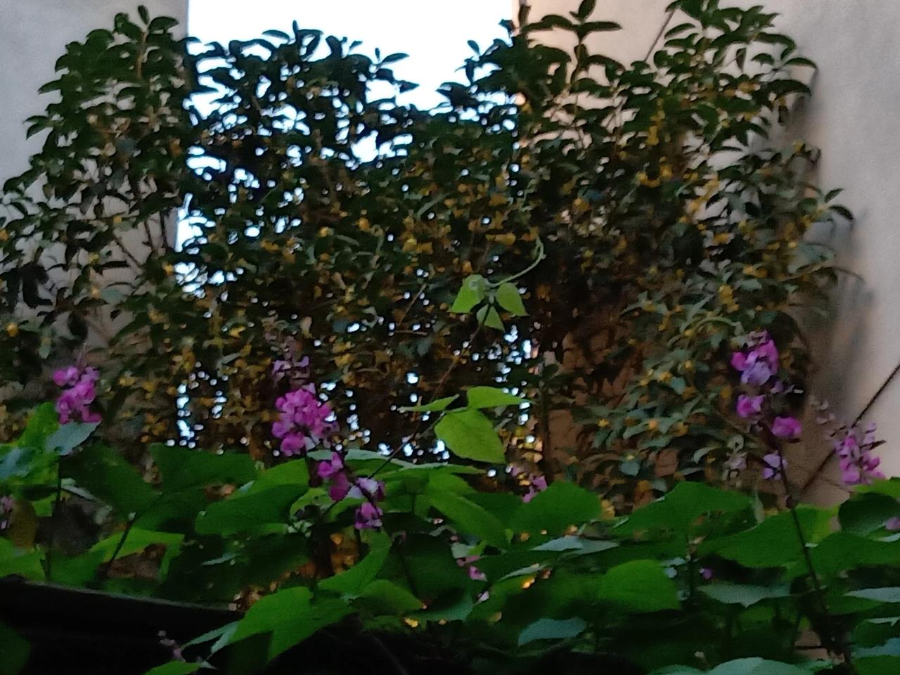 #一张照片显示秋天#桂花下的眉豆花更艳丽呀！