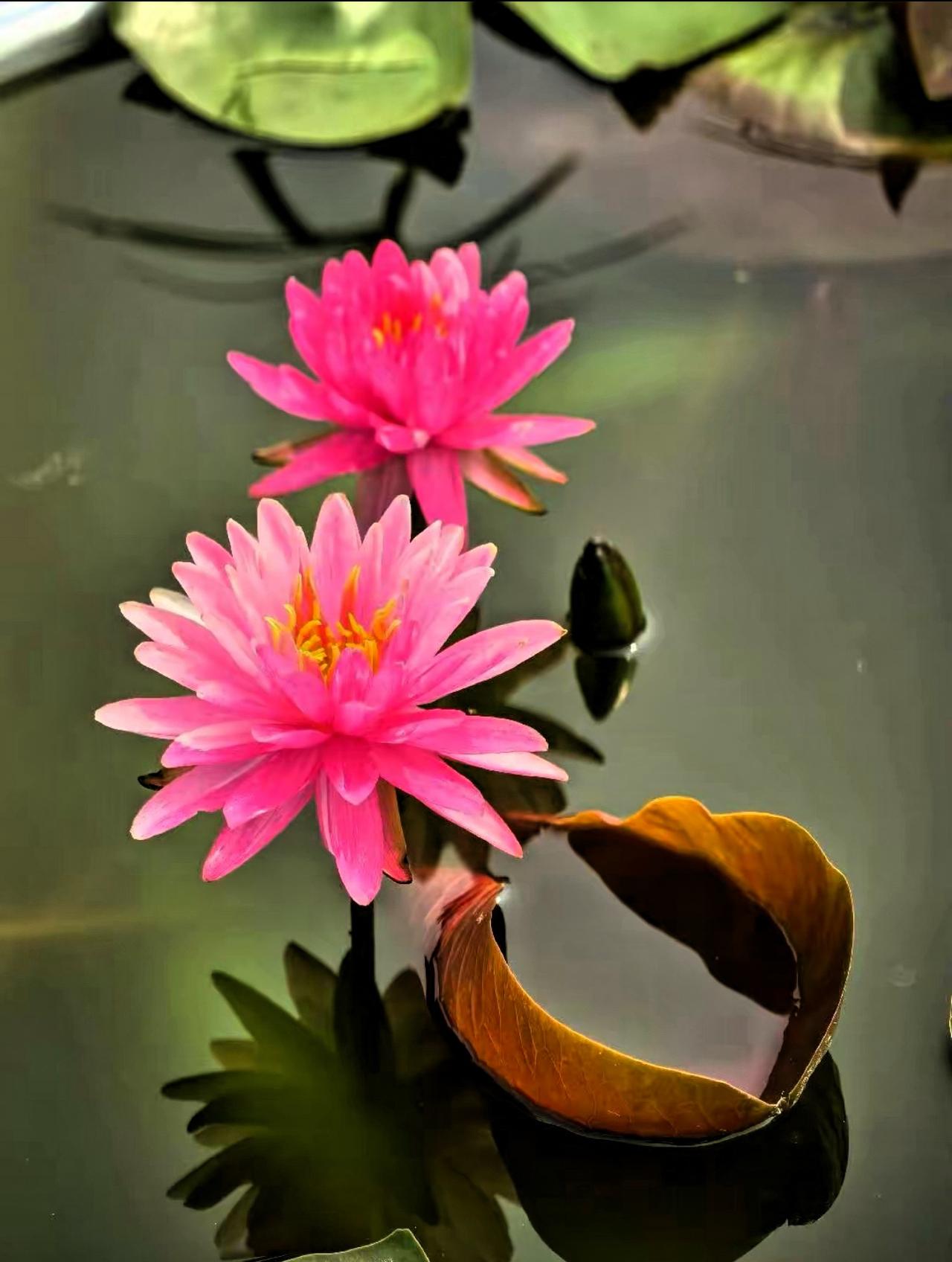 【原创】粉嫩的水生仙子，静谧湖面上的梦幻绽放。