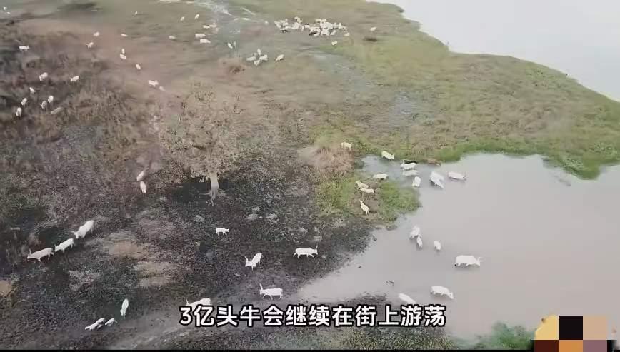 印度3亿多头流浪牛，天天靠啃垃圾过日子！圣牛活成了最惨的神兽

印度有三亿多头流