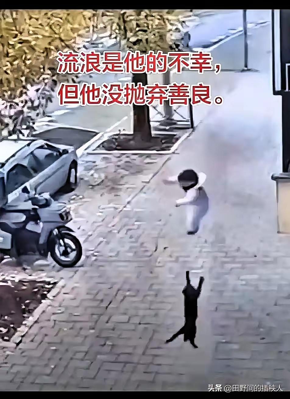 杭州老小区惊险一幕！流浪黑猫飞身一顶，救下三楼坠楼男童，全网直呼墨侠！🔥
 