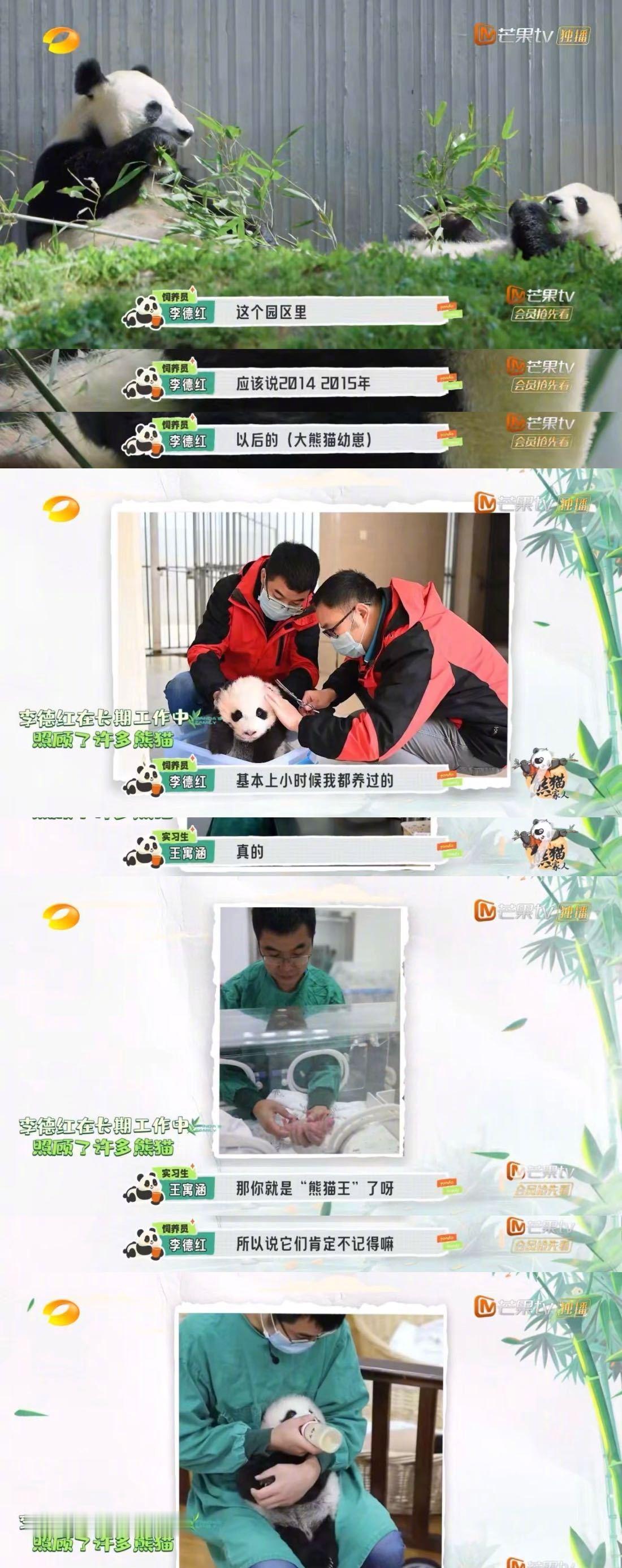 #熊猫认得自己的饲养员吗#相信每一位饲养员对于这些独一无二的大熊猫都有着不一样的