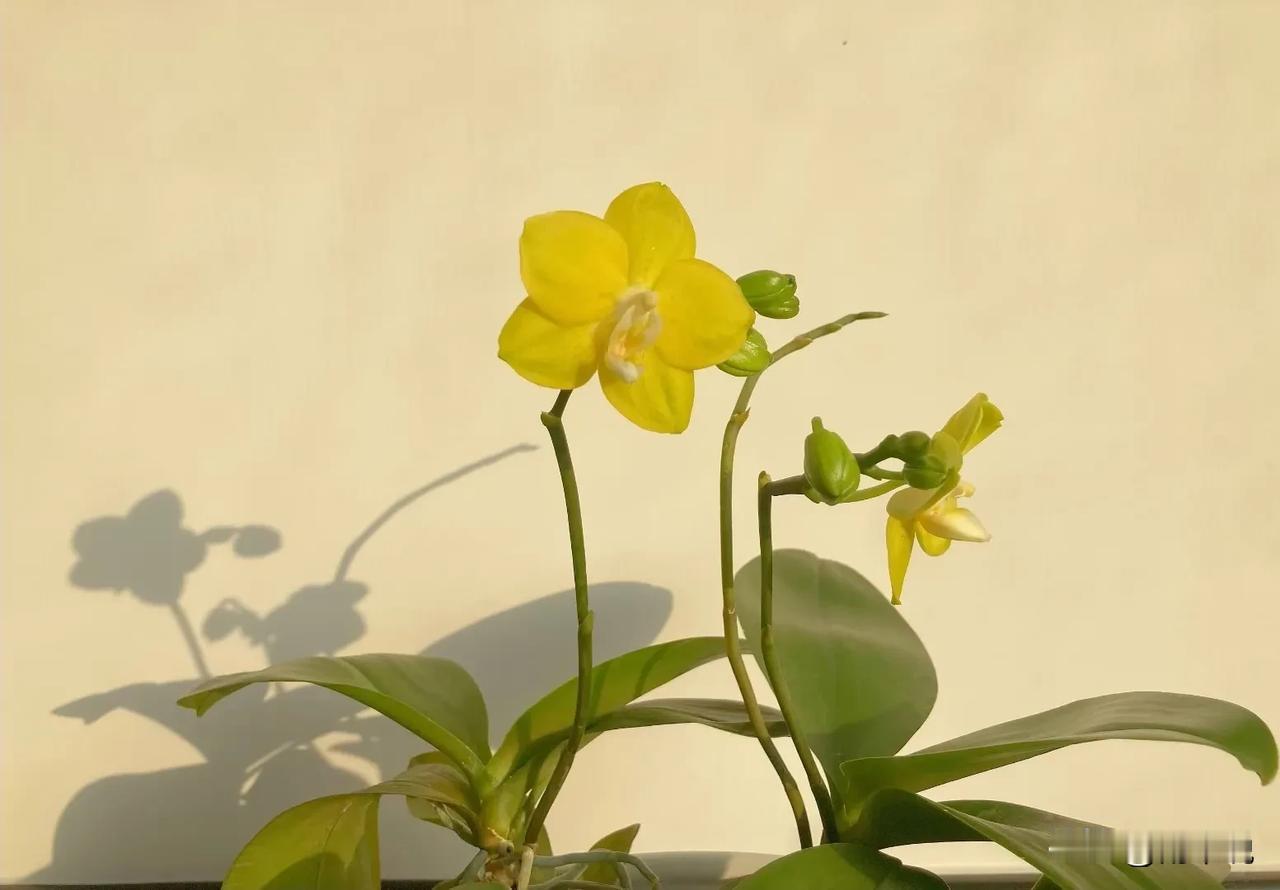 致2026的自己
 
嘿，2026年的我！先跟你说声：辛苦了！
 
这一年，愿你