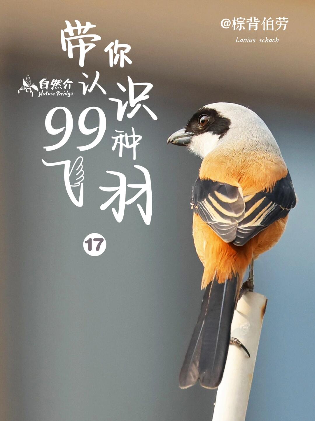 带你认识99种飞羽
