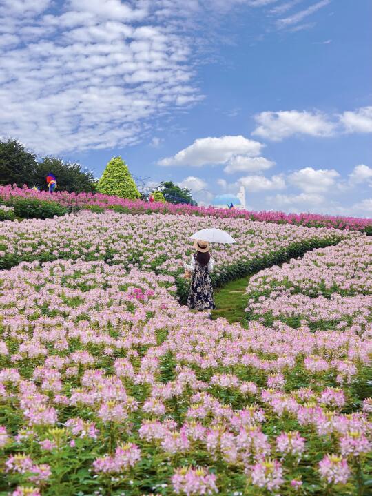 这是接下来几个月的成都，真的真的好浪漫💐