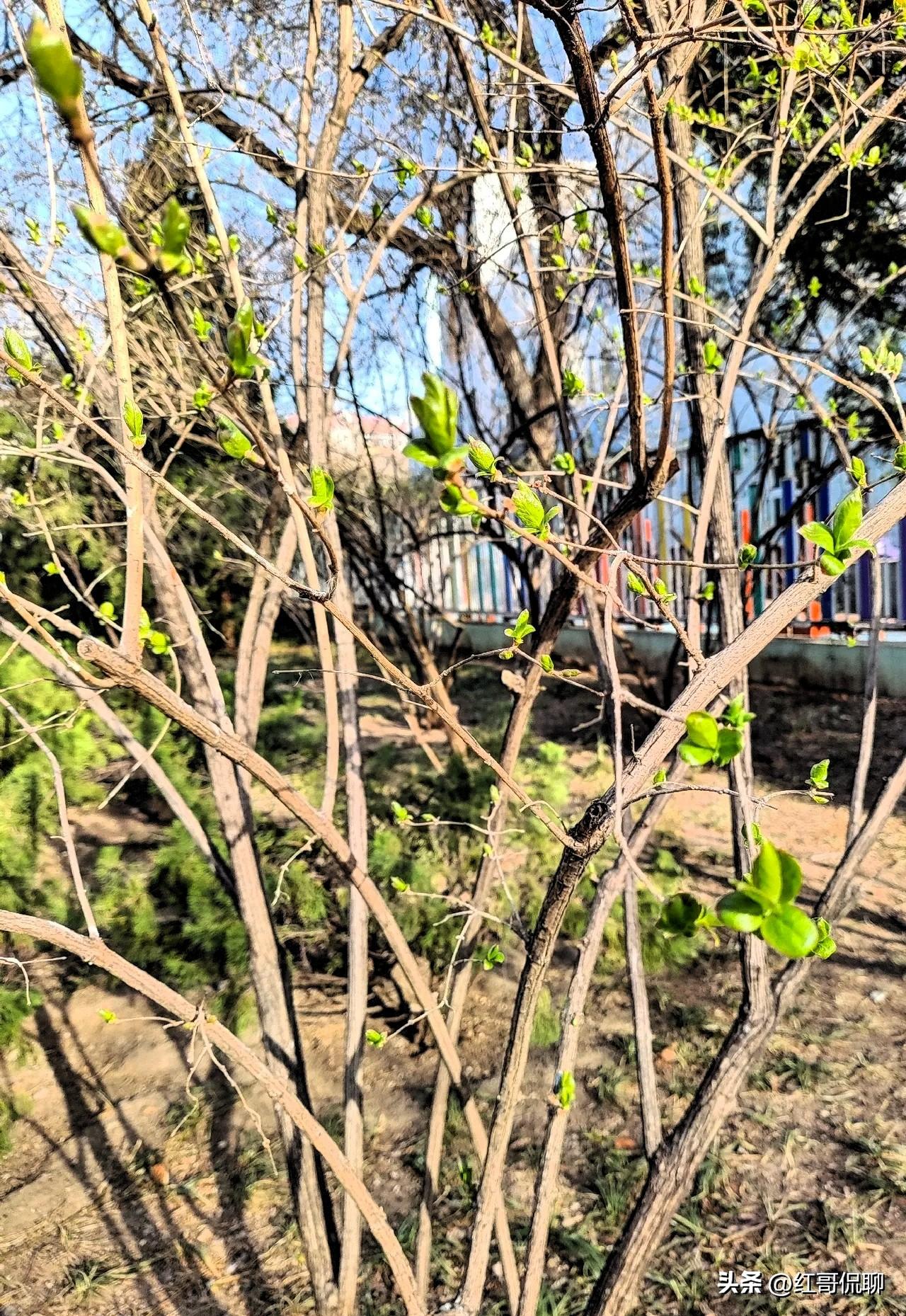 前几天发了一组古人写春的古诗汇编，大家很是喜欢纷纷点赞收藏，在古诗意和眼前春色里