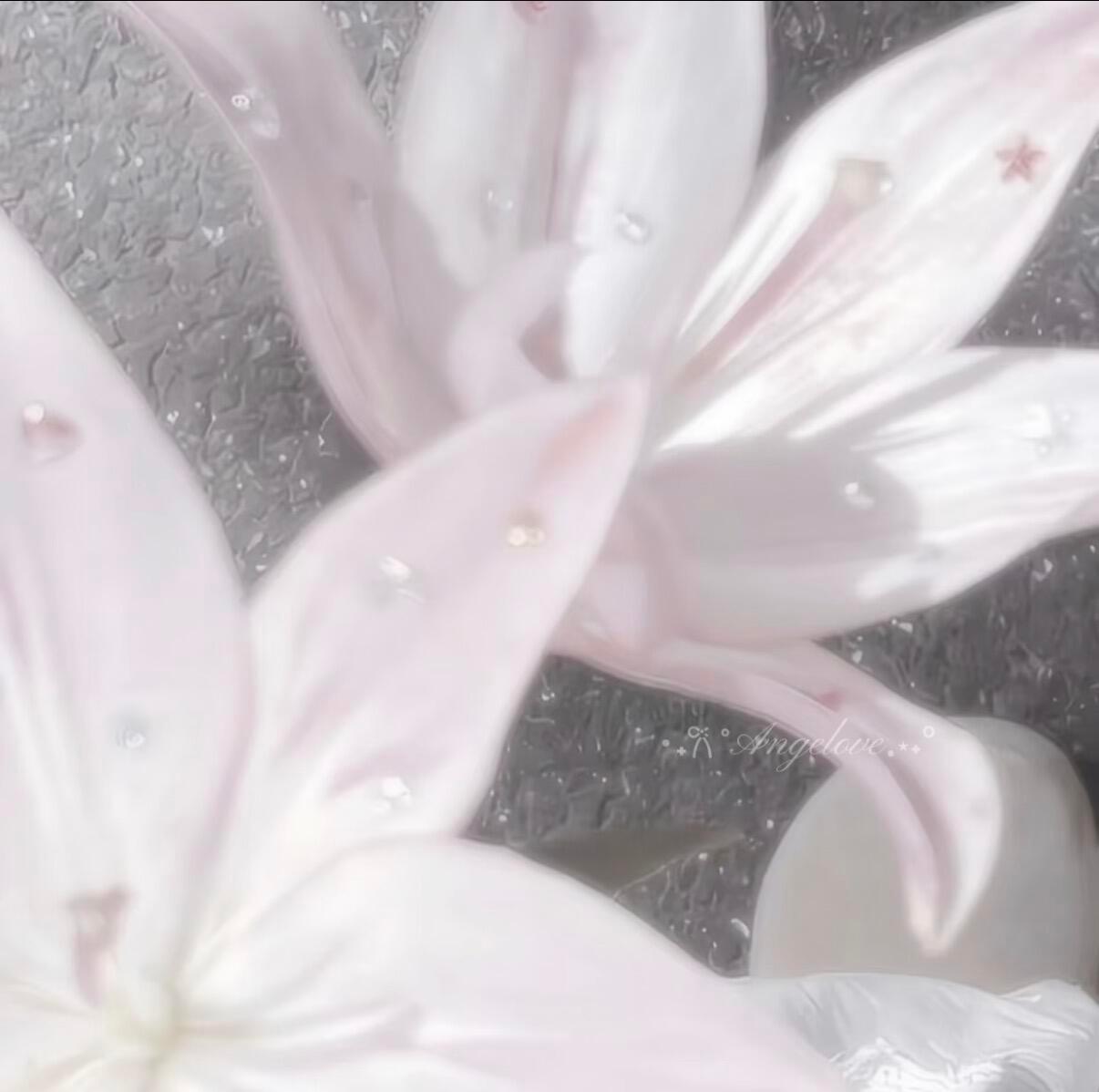 【背景图】分享˚₊✯͡ 🜚 *·.粉色|米色|花瓣|书籍|文艺|淡雅|兰花|精
