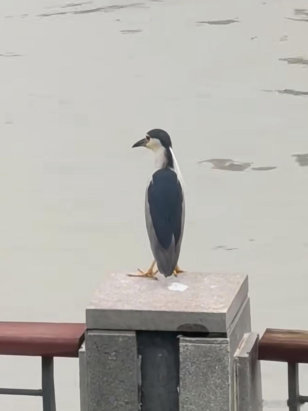 夜鹭这呆呆的样子，真是太搞笑了，好像总是在思考鸟生，只不过东北实在太少见了 ​​