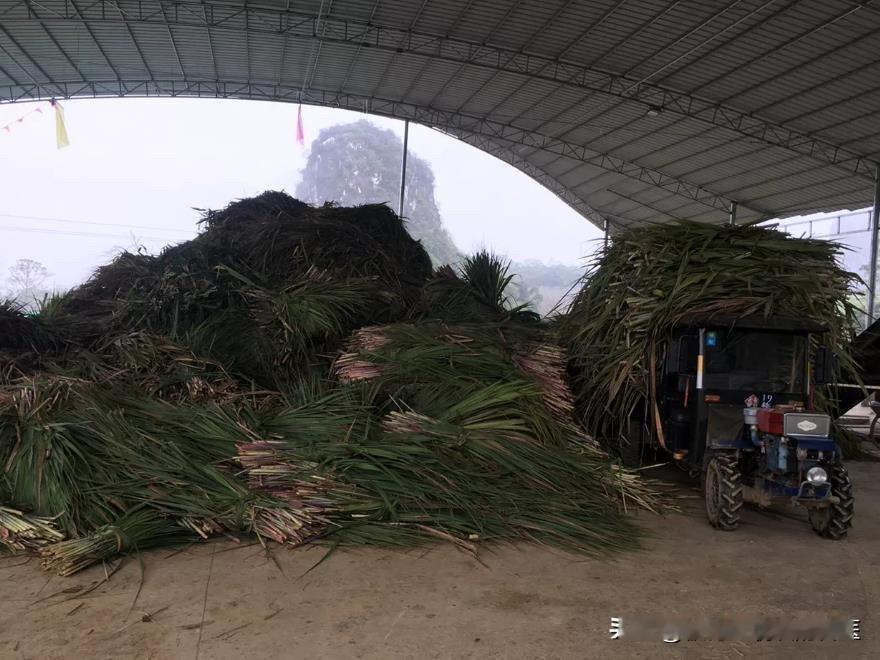 养殖户们看过来！甘蔗尾叶别再当废料扔了，拿来粉碎发酵喂猪，可是妥妥的省钱增利好门