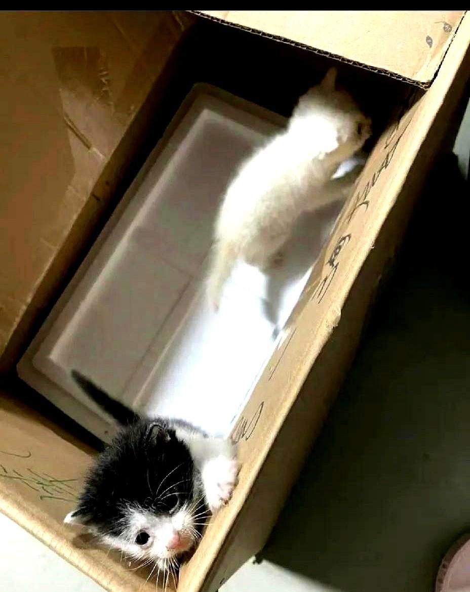 孙俪家的猫成精了！

谁能想到镜头前气场两米八的娘娘，私底下被一只叫海盗的狸花猫