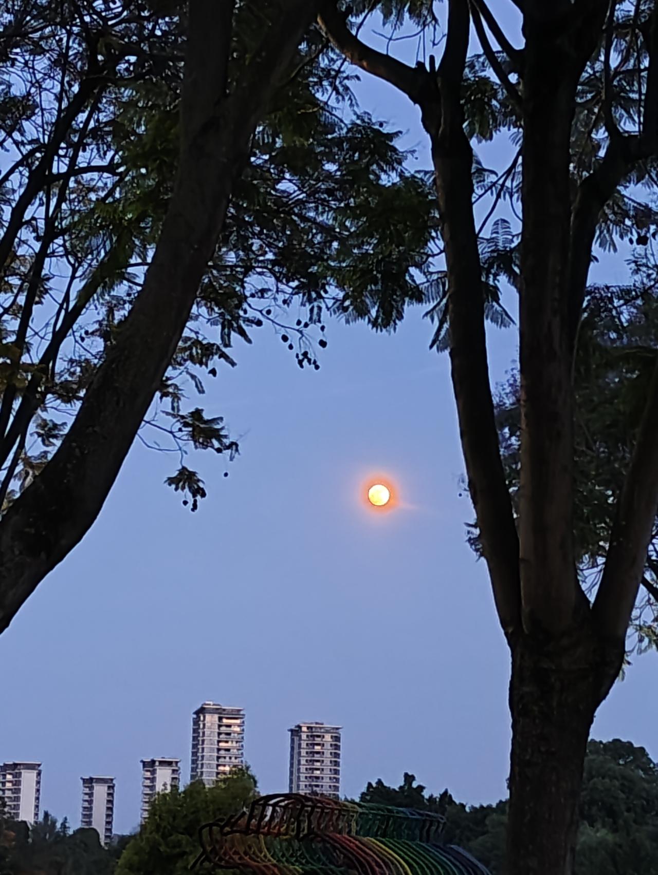 傍晚散步时偶然抬头，恰好邂逅这轮温柔的圆月。

蓝调的天空包裹着树影，远处的高楼