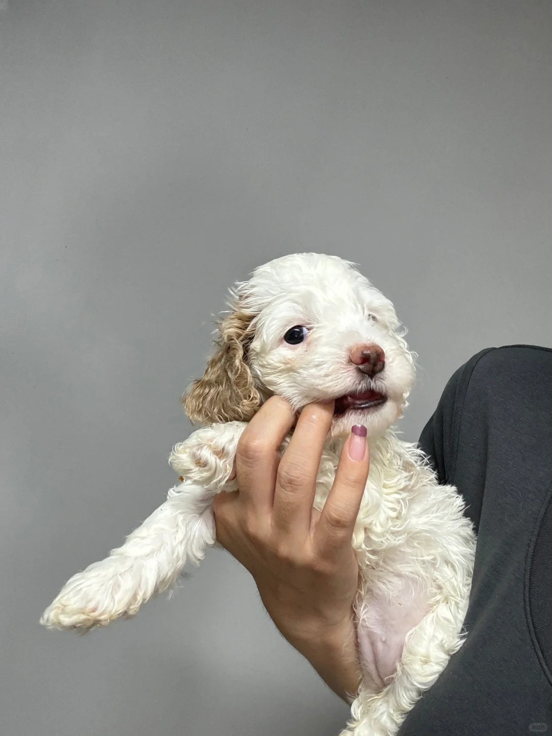 太可爱啦玩具小狗🐶