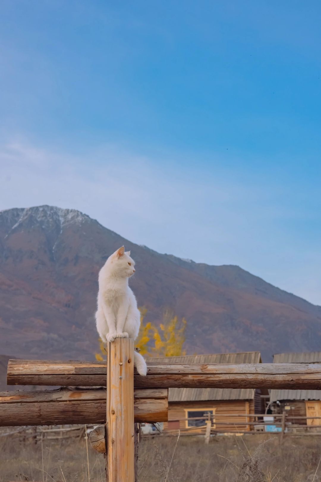 雪山脚下的禾木猫猫，有点神气