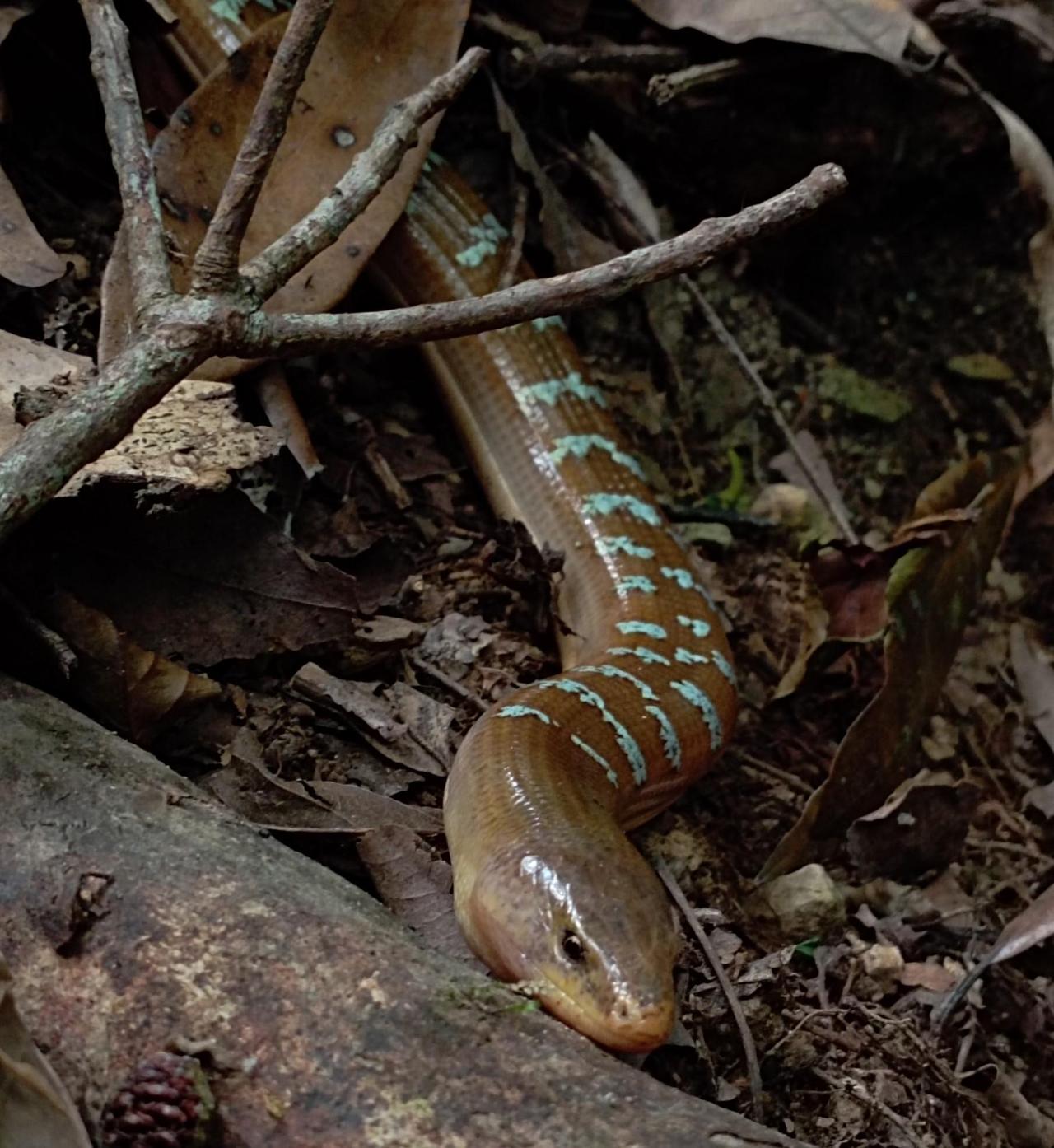 无腿蜥蜴常被误认为蛇，其实区别很明显：蛇身体长尾巴短，无腿蜥蜴身体短尾巴长。有人