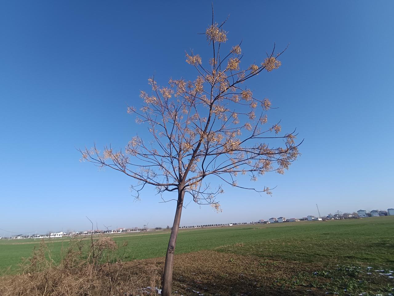 雪后的豫东乡村，那美简直绝了！
   田野被雪覆盖，像铺了层厚厚的白毯，在阳光里