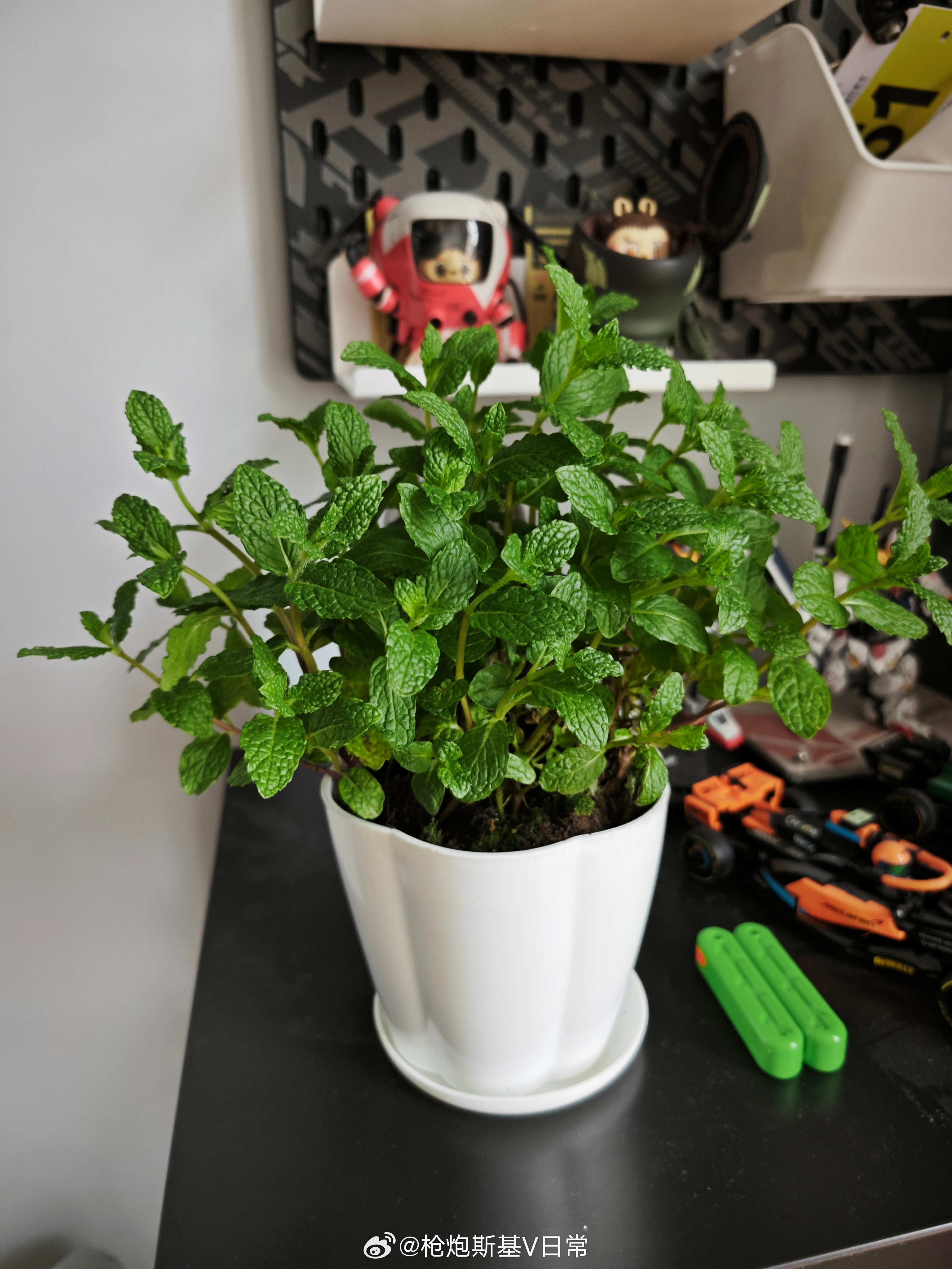 这盆薄荷颜色可真油亮啊，真好看。 