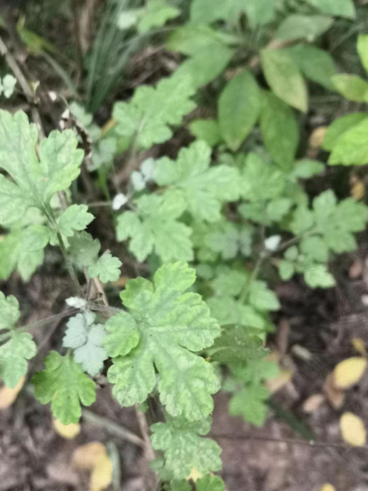 山里面的野草，不知道这叫什么名字，始终看着顺眼，把它照下来了，农村生活日常 植物